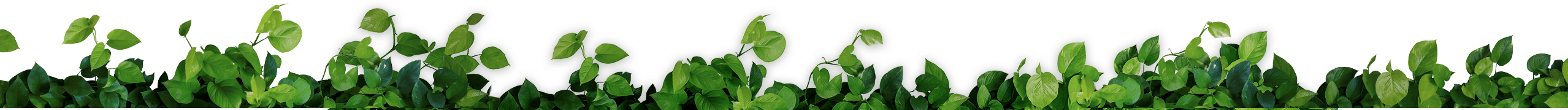 vines